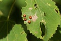 The eggs of a Puss Moth Caterpillar Cerura vinulais laid on an Aspen tree leaf Populus tremula. Royalty Free Stock Photo