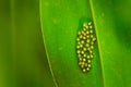 Eggs of Red-eyed Tree Frog, Agalychnis callidryas, Costa Rica. Beautiful frog from tropical forest. Jungle animal on the green Royalty Free Stock Photo