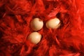 Eggs in Red Feathers Royalty Free Stock Photo