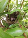 Eggs of Red vented bulbul bird in a nest. Bird eggs inside nest.Kondakurulla bird eggs. Eggs of Pycnonotus cafer bird. Royalty Free Stock Photo