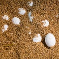 EGGs in Rice Chaff