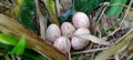 Eggs of roa roa in the wild