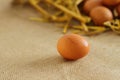 Raw rural brown eggs Royalty Free Stock Photo