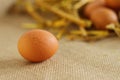 Raw rural brown eggs Royalty Free Stock Photo