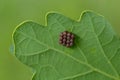 Eggs of shield bug in the family Pentatomidae on a leaf Royalty Free Stock Photo
