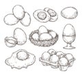 Eggs sketch. Vintage natural egg, broken shell. Hand drawn farming food, animal products. Drawing ingredients, rustic Royalty Free Stock Photo