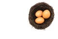 Eggs in the small artificial bird nest Royalty Free Stock Photo