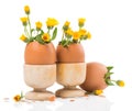 Eggs with spring flowers in wood eggcups Royalty Free Stock Photo