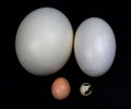 Eggs in a square - Ostrich, American Rhea, Chicken, Quail