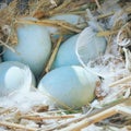 Eggs of swan Royalty Free Stock Photo