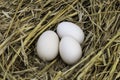 Eggs