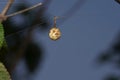 Eggsack of Bird dung spider , Pasilobus kothigarus, Satara, Maharashtra Royalty Free Stock Photo