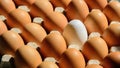 The eggshell contains brown eggshells Royalty Free Stock Photo