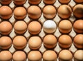 The eggshell contains brown eggshells Royalty Free Stock Photo