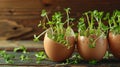 Eggshell planters with green seedlings