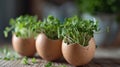 Eggshell planters with green seedlings