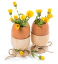 Eggshell with spring flowers in wood eggcups Royalty Free Stock Photo