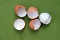Eggshells brown and white on a green background. Royalty Free Stock Photo