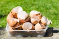 Eggshells in a plastic container 1