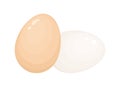 Eggshells vector illustration. Whole eggs in shell. Breakfast food. Protein source, dietetic product, healthy eating