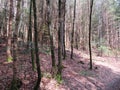 EggstÃ¤tter Seenplatte in Bavaria in the spring time