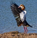 Egiptian Goose Royalty Free Stock Photo