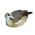 Egiptian goose Royalty Free Stock Photo