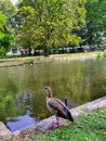 Egiptian goose in Leopold Park, Brussels, Belgium Royalty Free Stock Photo