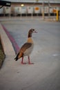 Egiptian male goose alopochen aegyptiaca in urban setting, walks on concrete Royalty Free Stock Photo