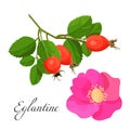 Eglantine blossom and branch with red fruits set Royalty Free Stock Photo