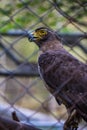Egle in cage Royalty Free Stock Photo