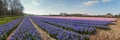 Egmond-binnen, the Netherlands - april 2016: Flowerfields with purple and pink hyacinths panorama