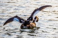 Egreat crested grebe with spread wings on lake