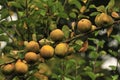 Egremont Russet apples (Organic) Royalty Free Stock Photo