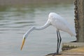 egret Royalty Free Stock Photo
