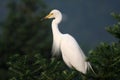 Egret Royalty Free Stock Photo
