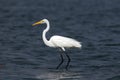 Egret Royalty Free Stock Photo