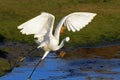 Egret