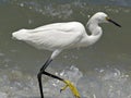 Egret