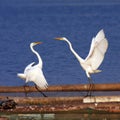 Egret