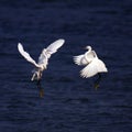 Egret Royalty Free Stock Photo