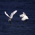 Egret