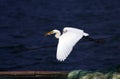 Egret Royalty Free Stock Photo