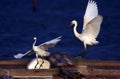 Egret Royalty Free Stock Photo