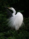 Egret angel Royalty Free Stock Photo