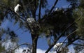 Egrets (Ardea alba) perched on a tree Royalty Free Stock Photo