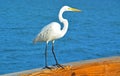 Egret on the Beach Pier