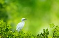 Egret Royalty Free Stock Photo