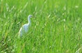 Egret at Billabong