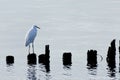 Egret bird